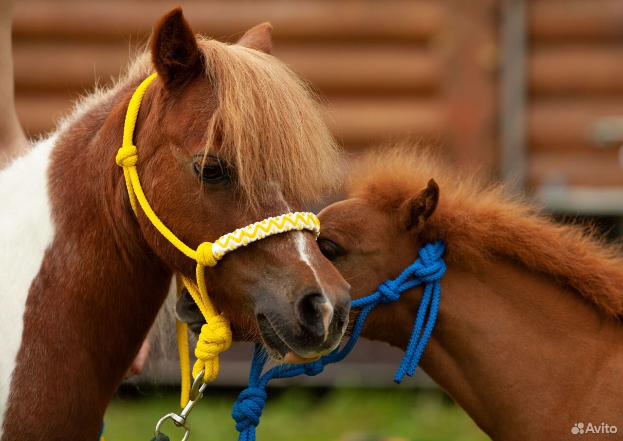 Американская миниатюрная лошадь купить на Зозу.ру - фотография № 5