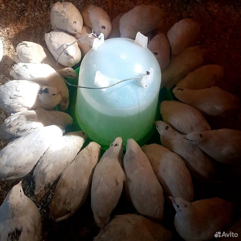 Техасский перепел и инкубационное яйцо купить на Зозу.ру - фотография № 5