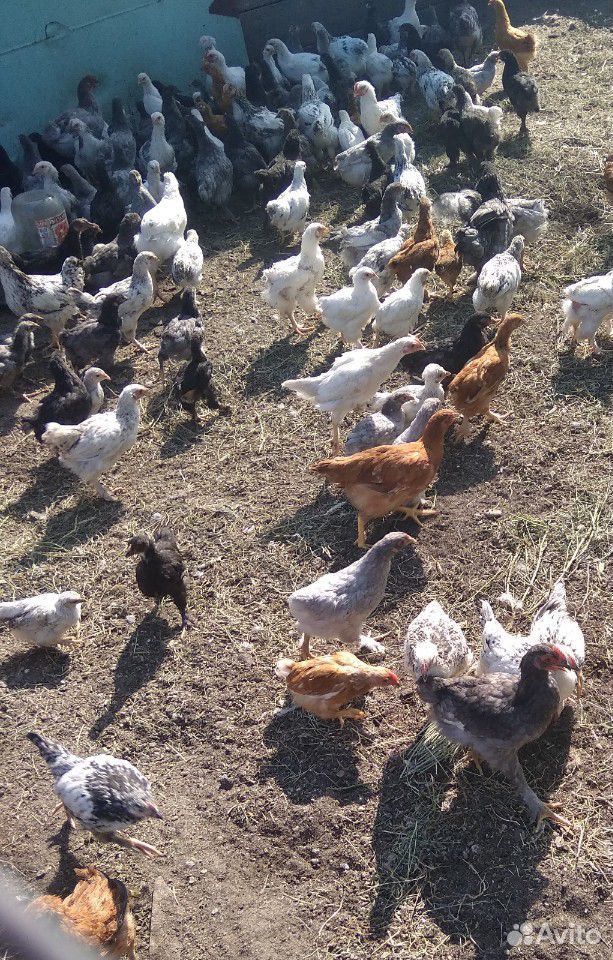 Цыплята от 1 дня до 3 месяцев купить на Зозу.ру - фотография № 2