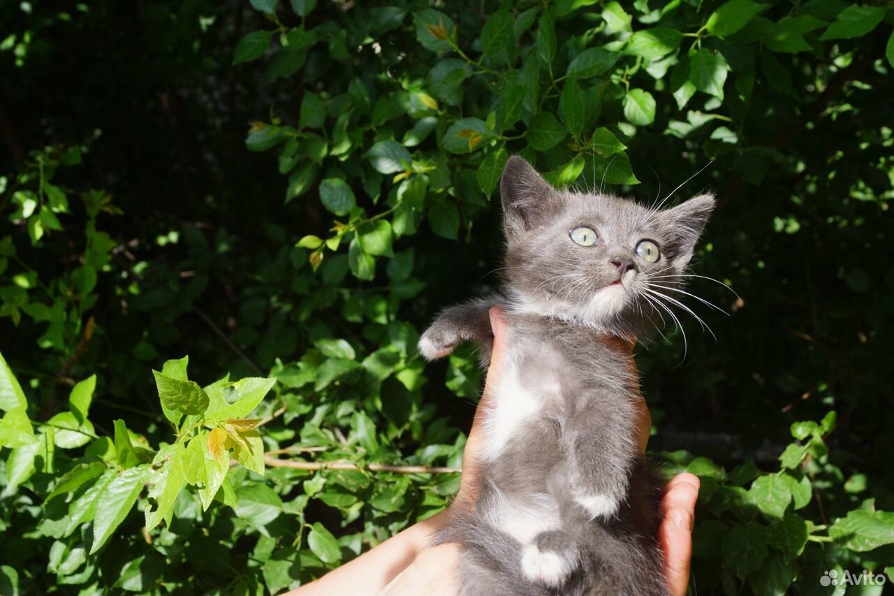 Котик в добрые руки купить на Зозу.ру - фотография № 7