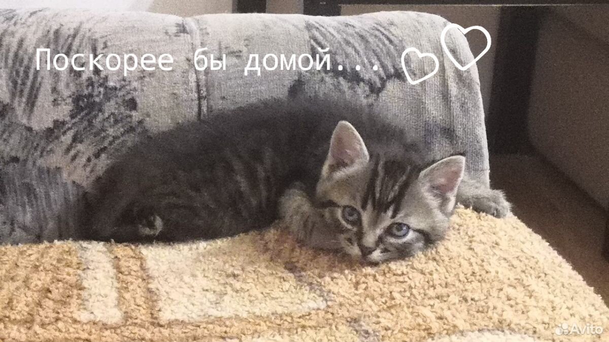 Котята в добрые ручки купить на Зозу.ру - фотография № 6