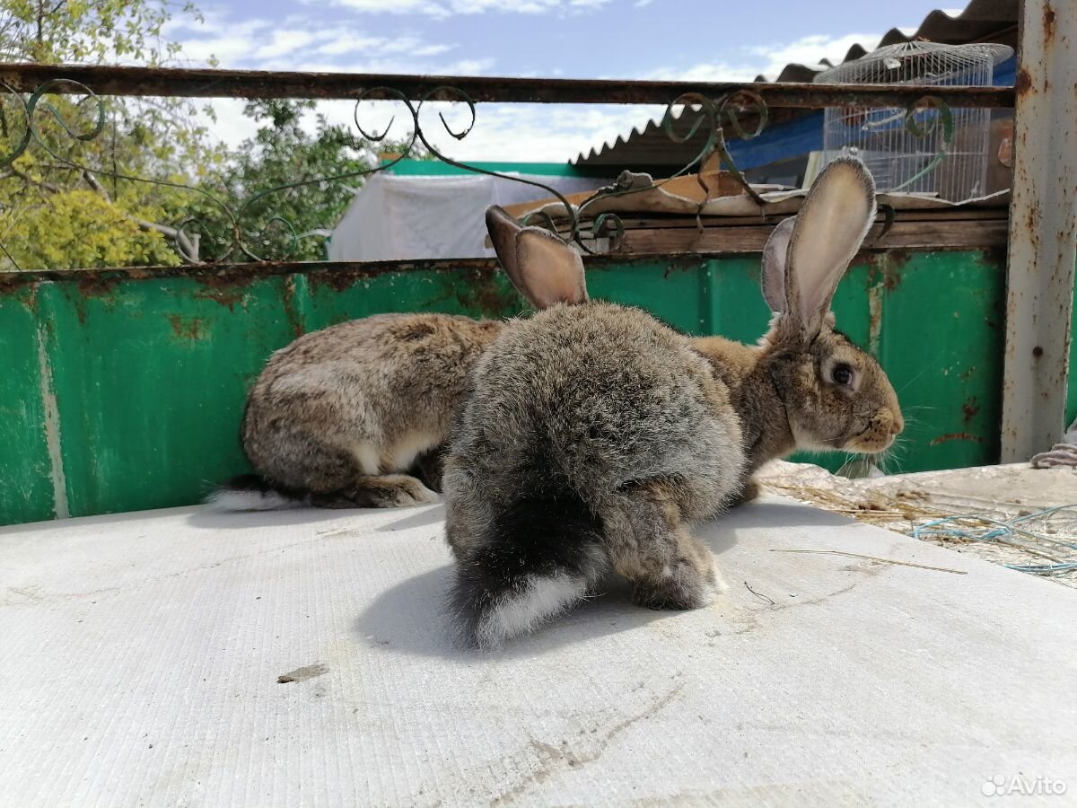 Кролики на продажу купить на Зозу.ру - фотография № 6