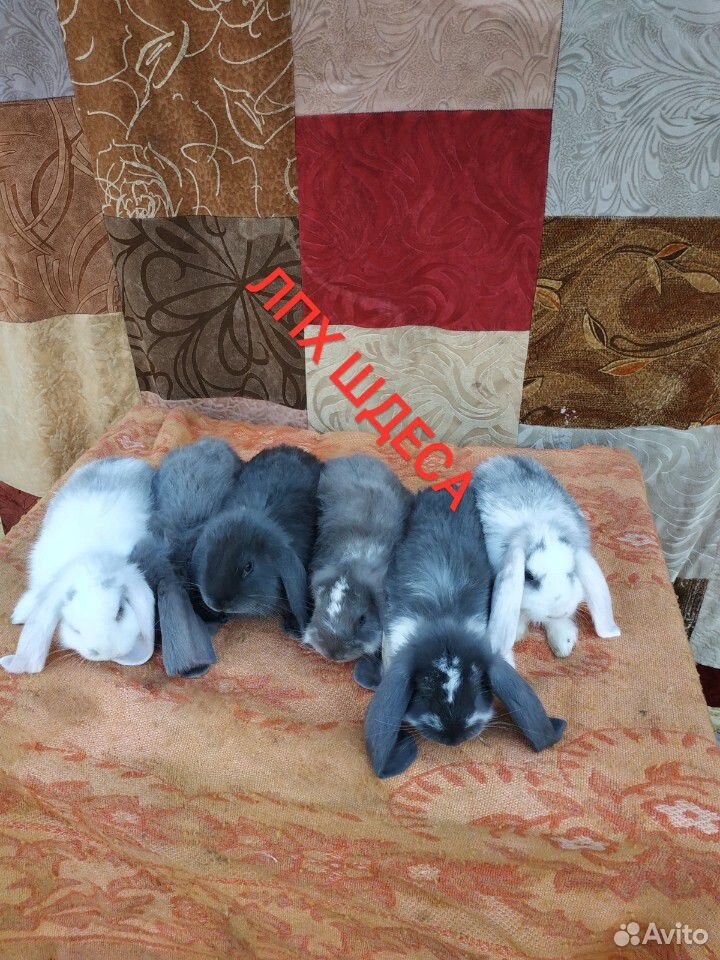 Кролики быстрого набора веса купить на Зозу.ру - фотография № 2
