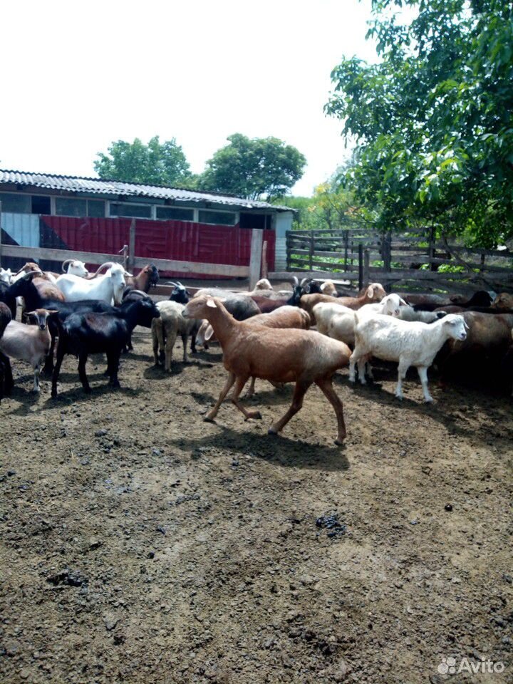 Продаю коз с козлятами и овцы с ягнятами купить на Зозу.ру - фотография № 1