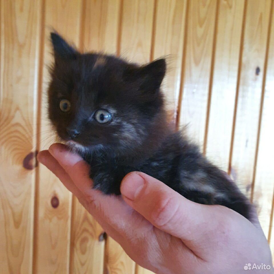 Сладкие, пушистые котята для счастья, радости и на купить на Зозу.ру - фотография № 4