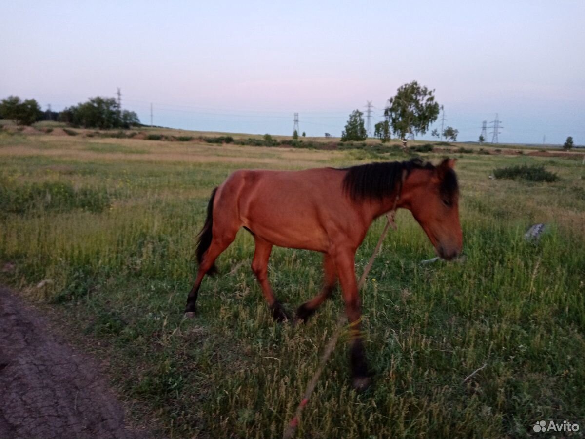 Конь, жеребец, лошадь купить на Зозу.ру - фотография № 2