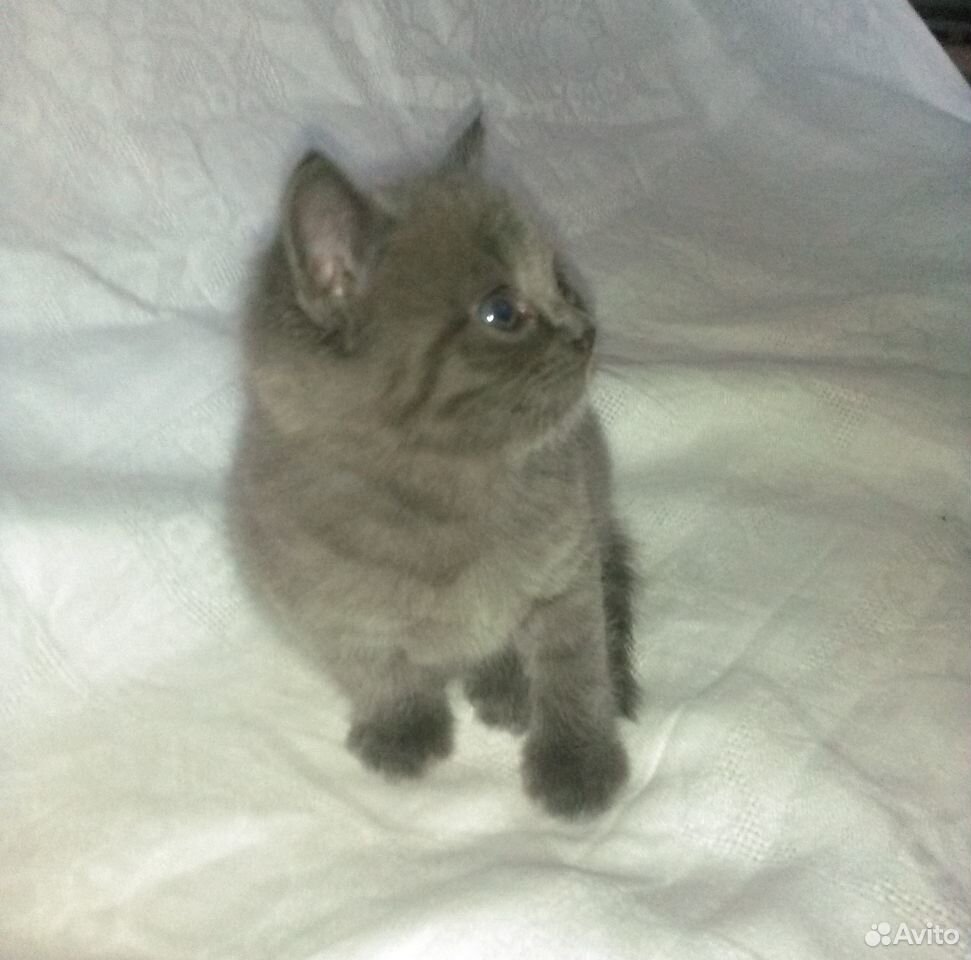 Котенок Муся в заботливые руки (1 месяц) купить на Зозу.ру - фотография № 6