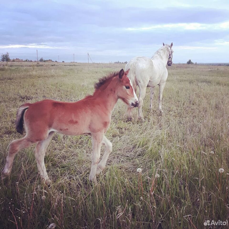 Лошадь с жеребёнком купить на Зозу.ру - фотография № 1