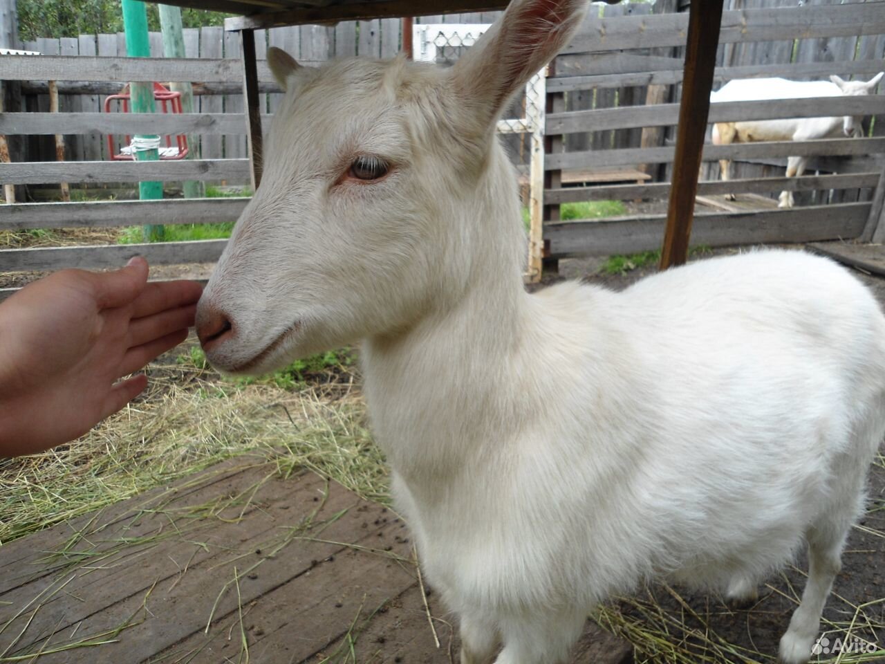 Породистые Зааненские козы купить на Зозу.ру - фотография № 3