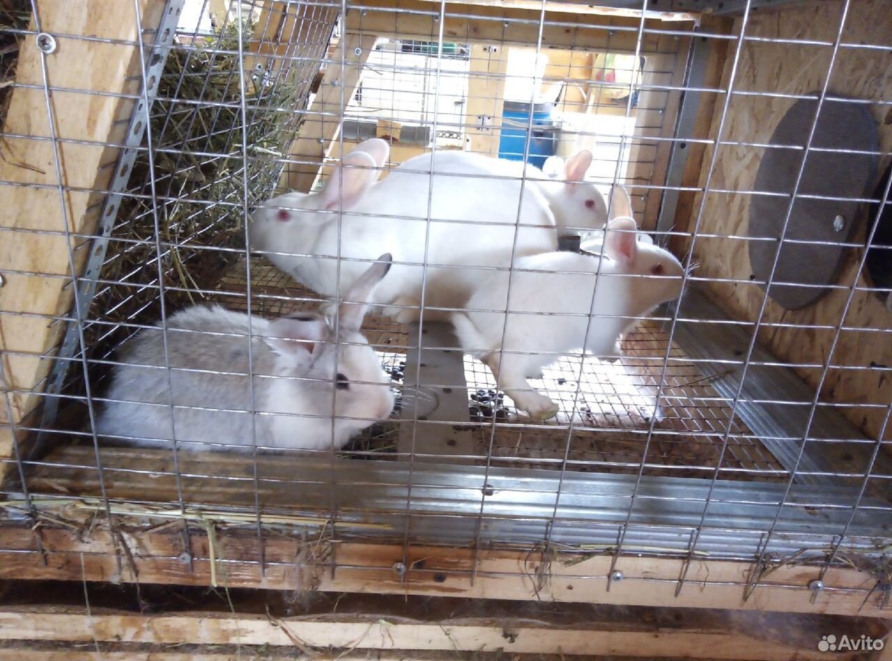 Кролики мясные купить на Зозу.ру - фотография № 7