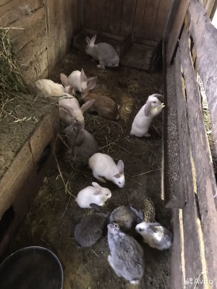 Кролики мясных пород купить на Зозу.ру - фотография № 5