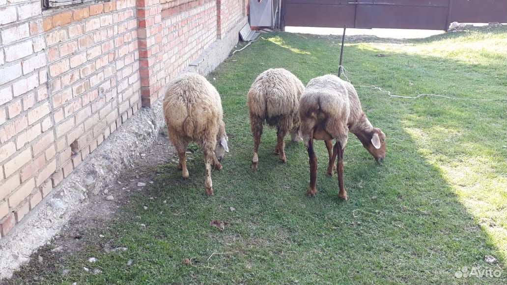 Овца и два ягненка купить на Зозу.ру - фотография № 1