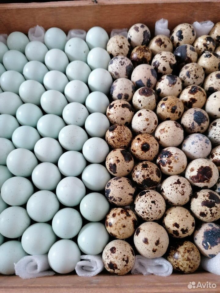 Перепелиные яйца фото. Окрас перепелиных яиц. Перепелиное яйцо производители. Как производят перепелиные яйца. Где купить перепелиные яйца