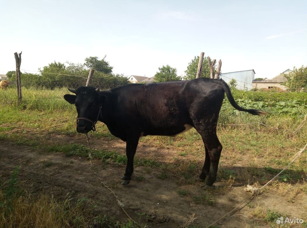 Корова и телка купить на Зозу.ру - фотография № 5