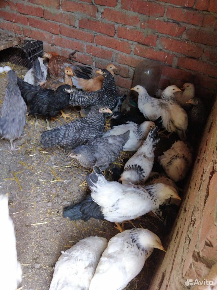 Цыплята подрощенные 3-3.5 мес купить на Зозу.ру - фотография № 7