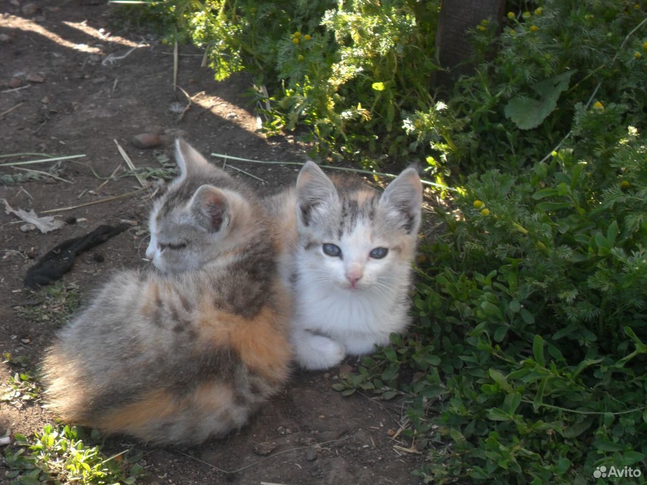 Котята трехцветные купить на Зозу.ру - фотография № 9