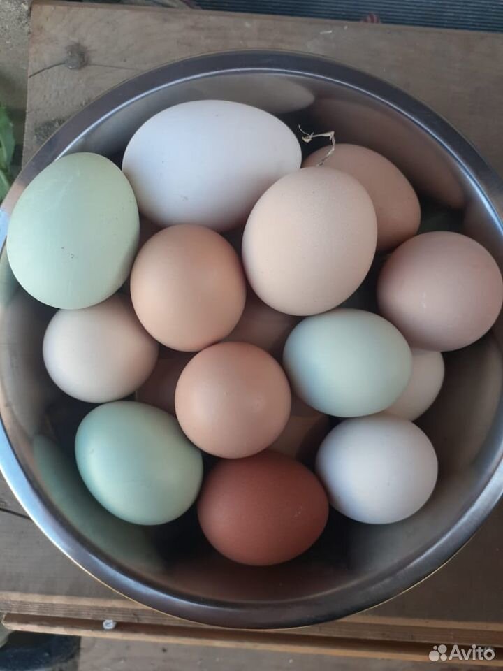 Инкубационное яйцо купить на Зозу.ру - фотография № 9