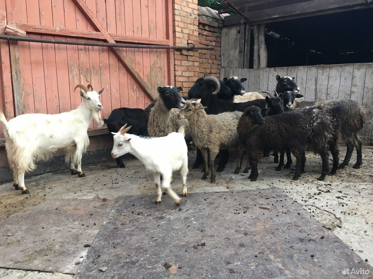 Продаю овец и коз купить на Зозу.ру - фотография № 1