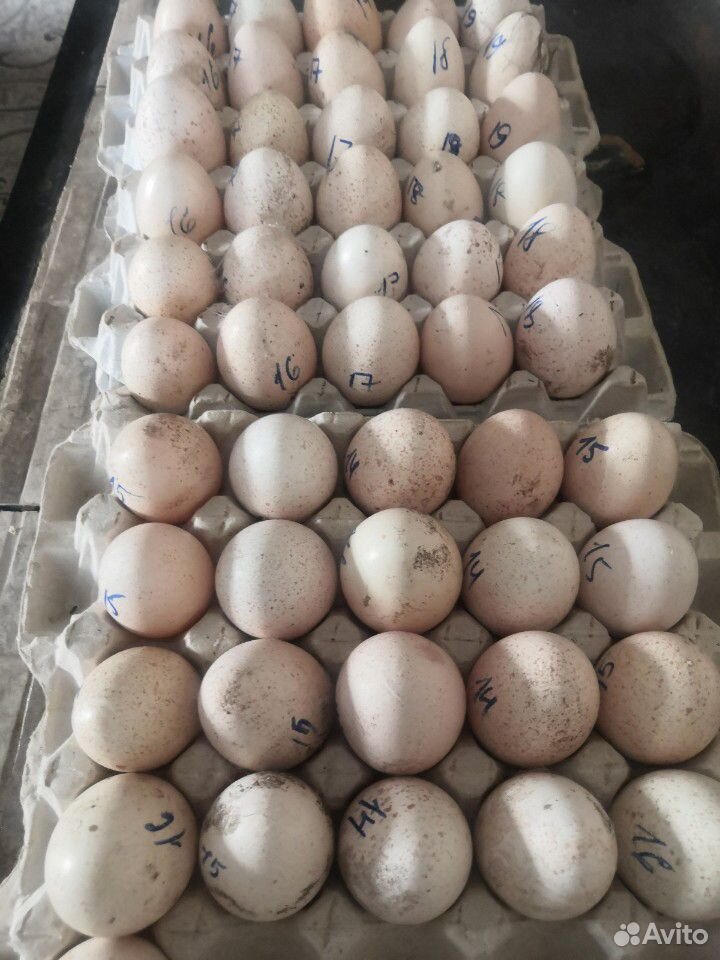 Яйца инкубационные индюшки купить на Зозу.ру - фотография № 1
