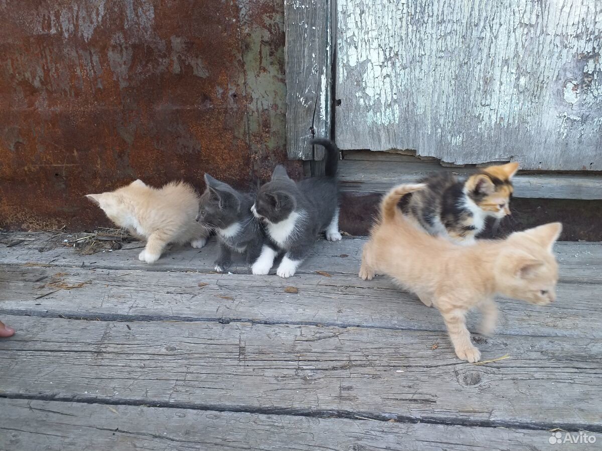 Котята все кроме рыжих девочки купить на Зозу.ру - фотография № 7