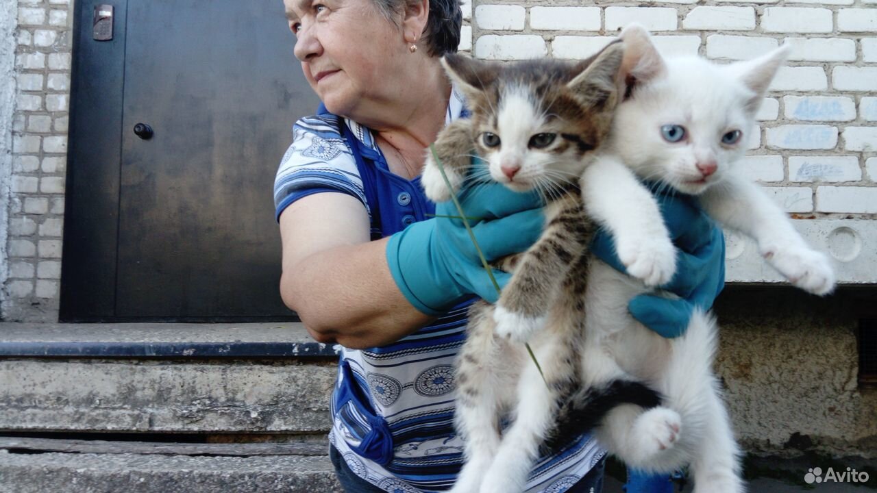 Маленькие котятки купить на Зозу.ру - фотография № 1