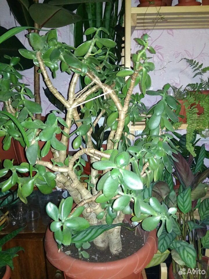 Денежное дерево Толстянка купить на Зозу.ру - фотография № 1