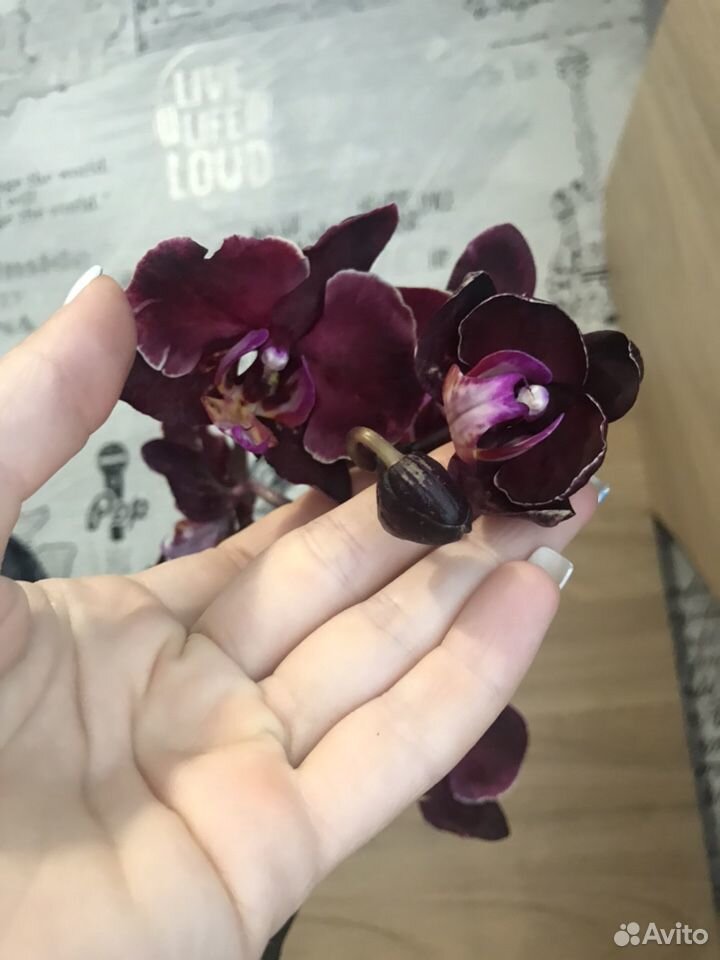 Орхидея фаленопсис купить на Зозу.ру - фотография № 2
