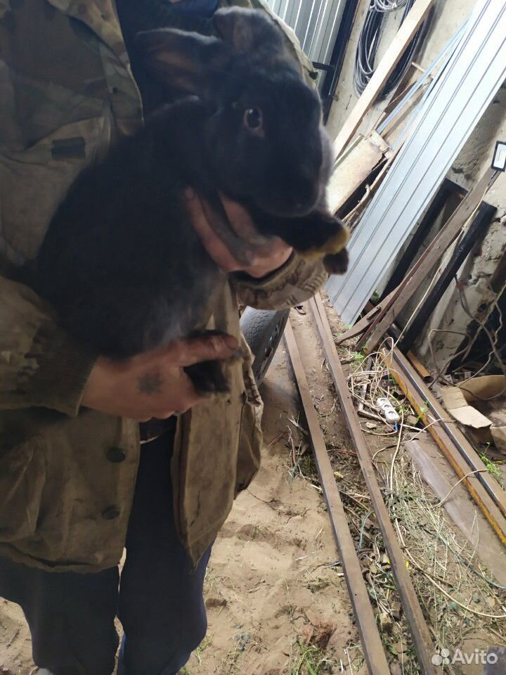 Кролики. Все самки. Цена за одну крольчиху купить на Зозу.ру - фотография № 7
