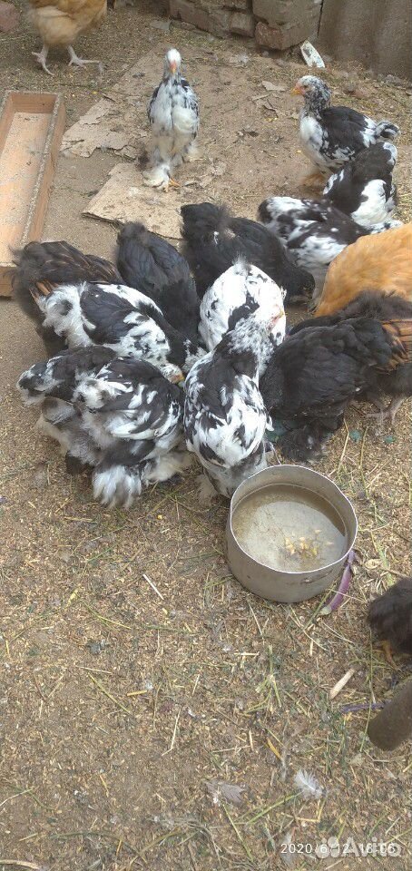 Арпингтон цыплята 2,5 месяца купить на Зозу.ру - фотография № 6