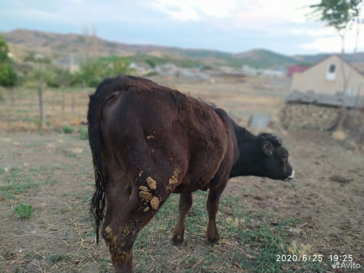 Корова и 3 бычка купить на Зозу.ру - фотография № 7