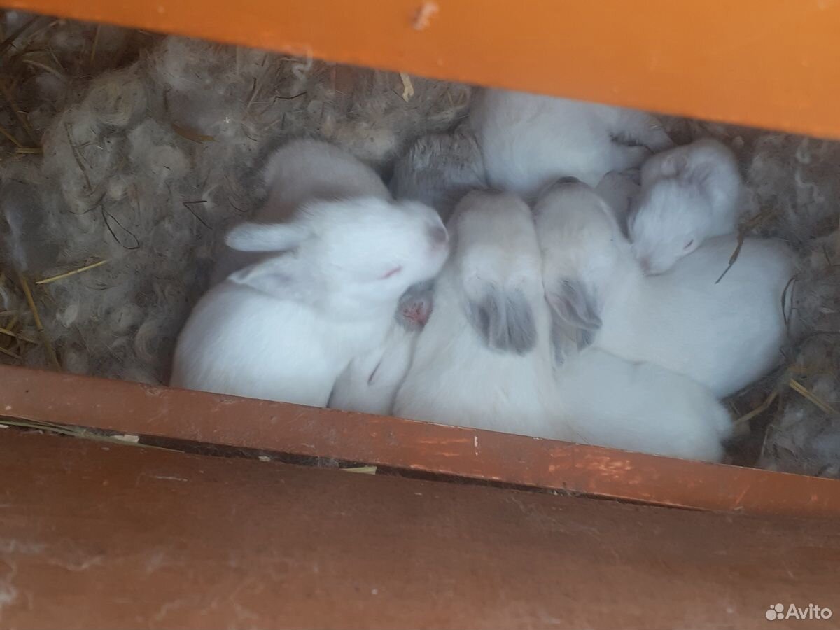 Калифорнийские крольчата купить на Зозу.ру - фотография № 2