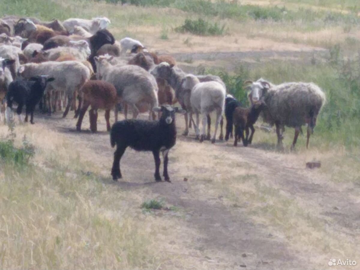 Продам овечек с ягнятами купить на Зозу.ру - фотография № 6