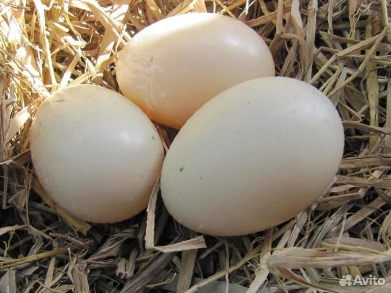 Яйцо индоутки инкубационное купить на Зозу.ру - фотография № 1