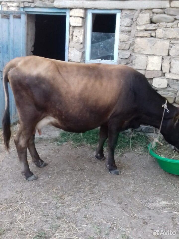 Дойная корова купить на Зозу.ру - фотография № 4