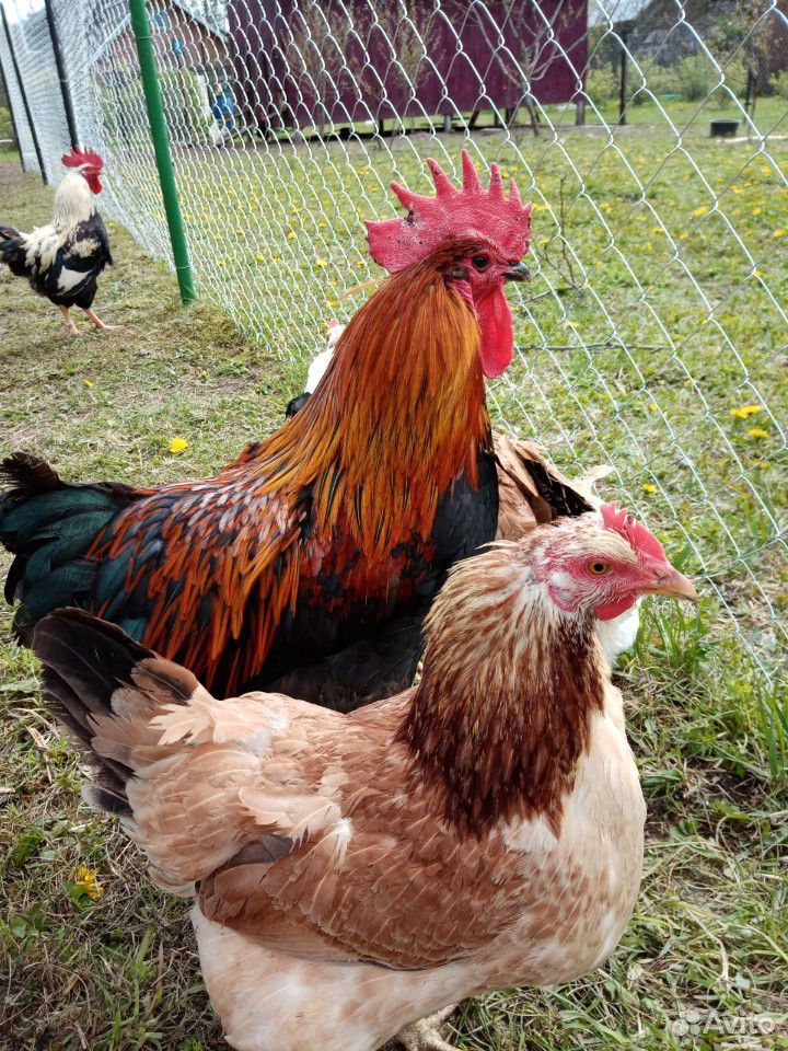 Цыплята, инкубационные яйца, петухи на племя купить на Зозу.ру - фотография № 9