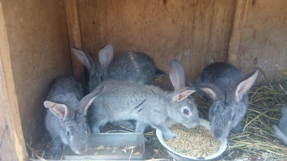 Кролики смешанных пород купить на Зозу.ру - фотография № 2