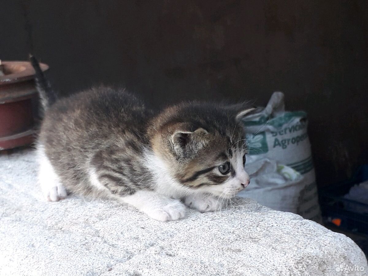 Милые котята от кошки-крысолова ждут новых хозяев купить на Зозу.ру - фотография № 6
