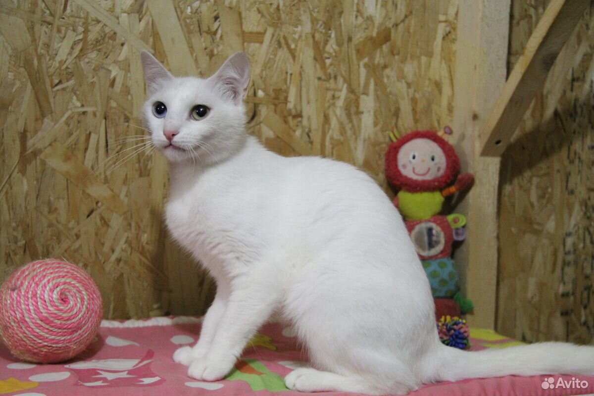 Кошка Белка купить на Зозу.ру - фотография № 2