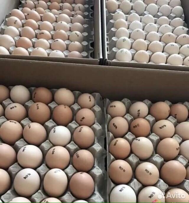 Инкубационное яйцо из Европы купить на Зозу.ру - фотография № 1