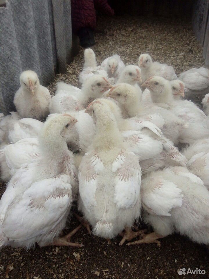 Цыплята бройлеры в 2 недели фото