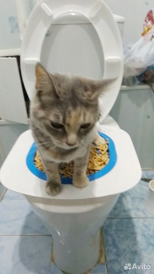 Кошачий туалет купить на Зозу.ру - фотография № 4