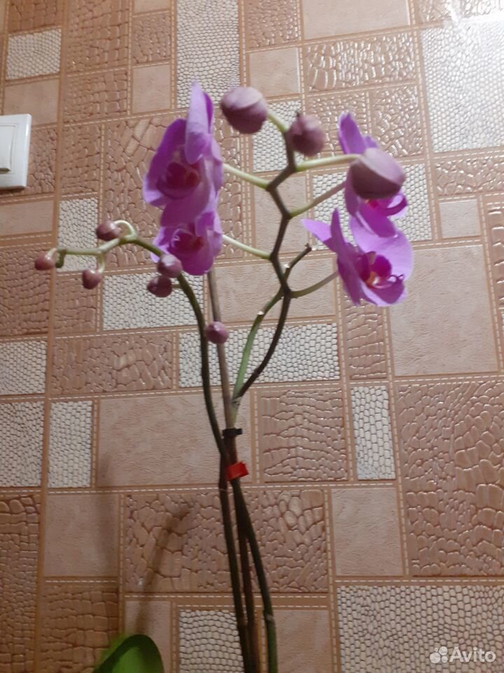 Орхидеи купить на Зозу.ру - фотография № 3
