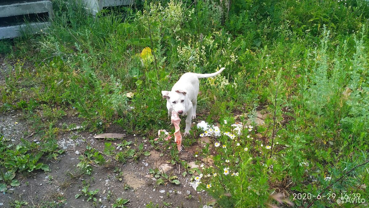 Белый щенок ждёт своего хозяина купить на Зозу.ру - фотография № 2