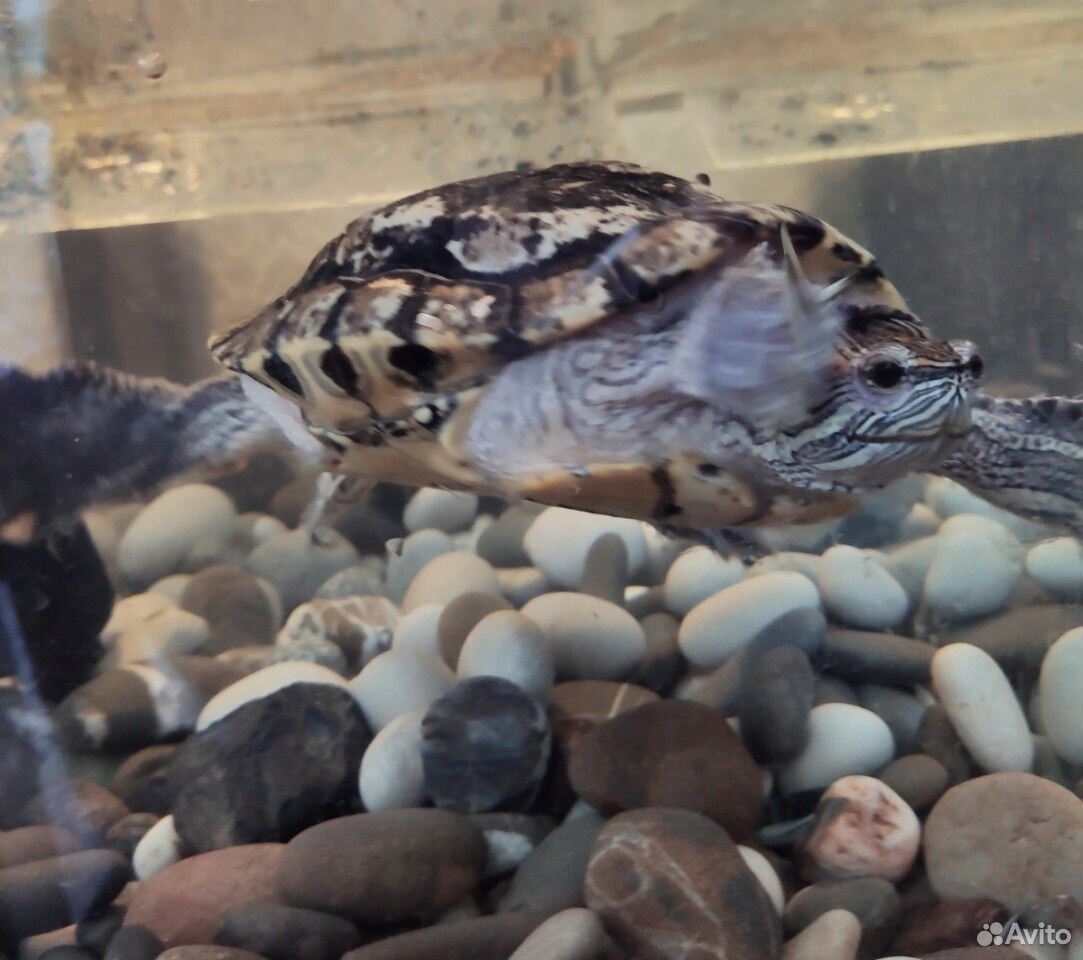 Красноухая, водоплавающая черепаха купить на Зозу.ру - фотография № 2