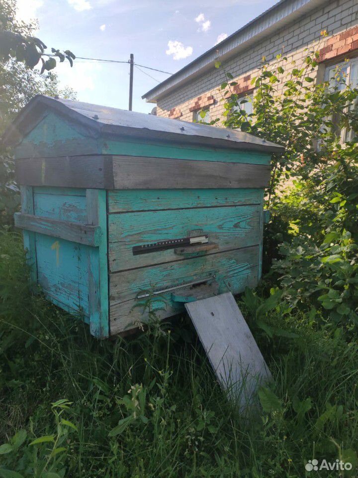 Пчелы с ульями купить на Зозу.ру - фотография № 6