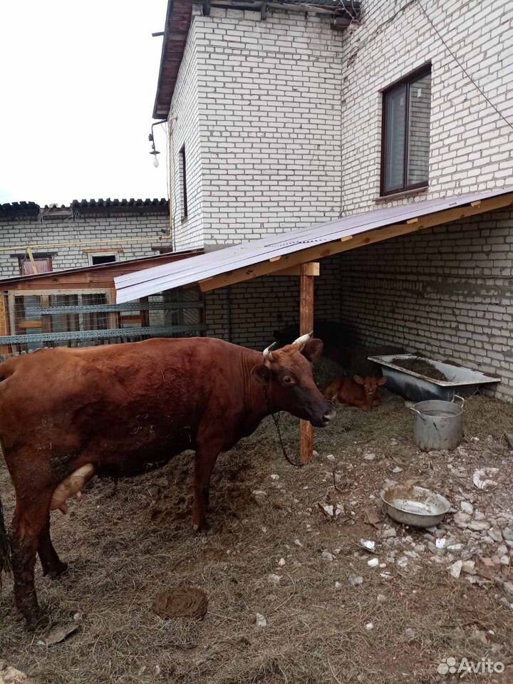 Продаю корову купить на Зозу.ру - фотография № 2