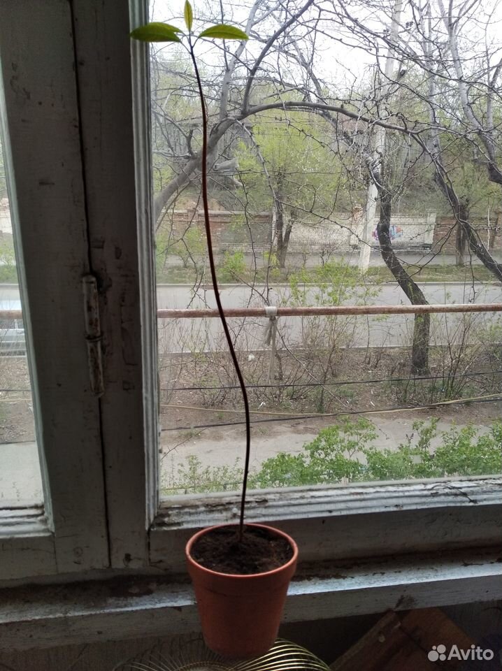 Авокадо росток 30 см купить на Зозу.ру - фотография № 1