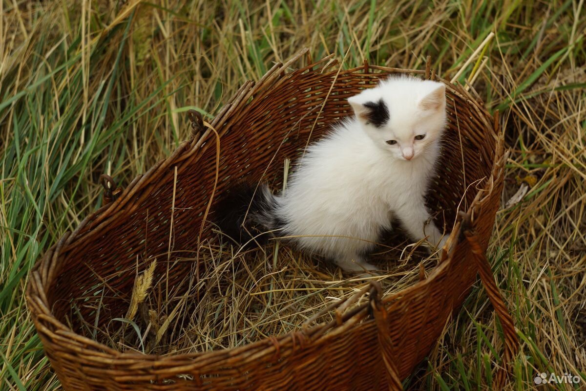 Котёнок купить на Зозу.ру - фотография № 4