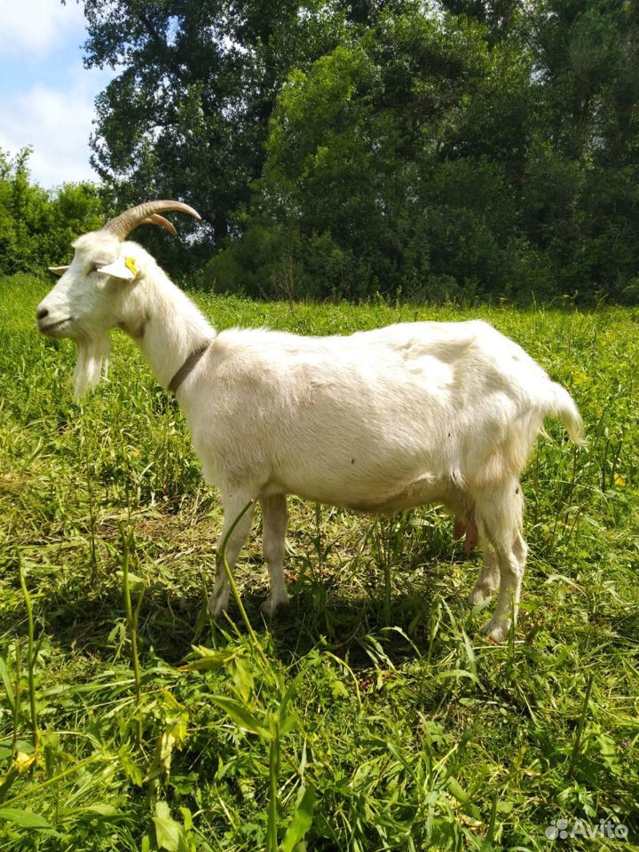 Дойные козы, Племенной козел, козлята купить на Зозу.ру - фотография № 5