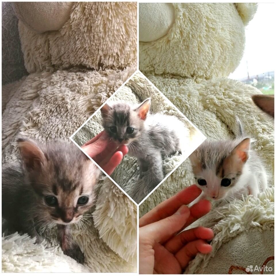 Отдам милых котят купить на Зозу.ру - фотография № 1